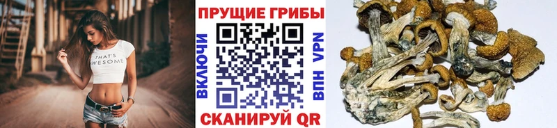где найти   Отрадный  Галлюциногенные грибы GOLDEN TEACHER 